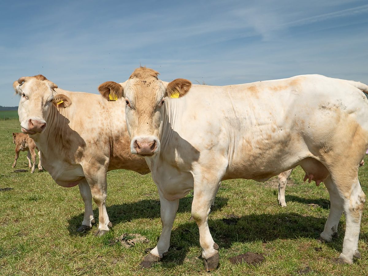 Krávy plemene Blonde d‘Aquitaine na pastvině